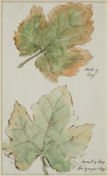 La feuille de vigne